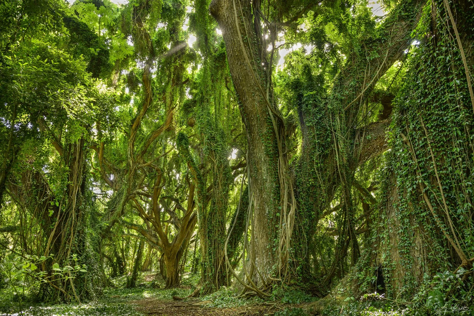 Bliss wrapped in nature 針葉樹と木の実のスワッグ・他一点 Hawaii+Jungle+Nature+Art+-+